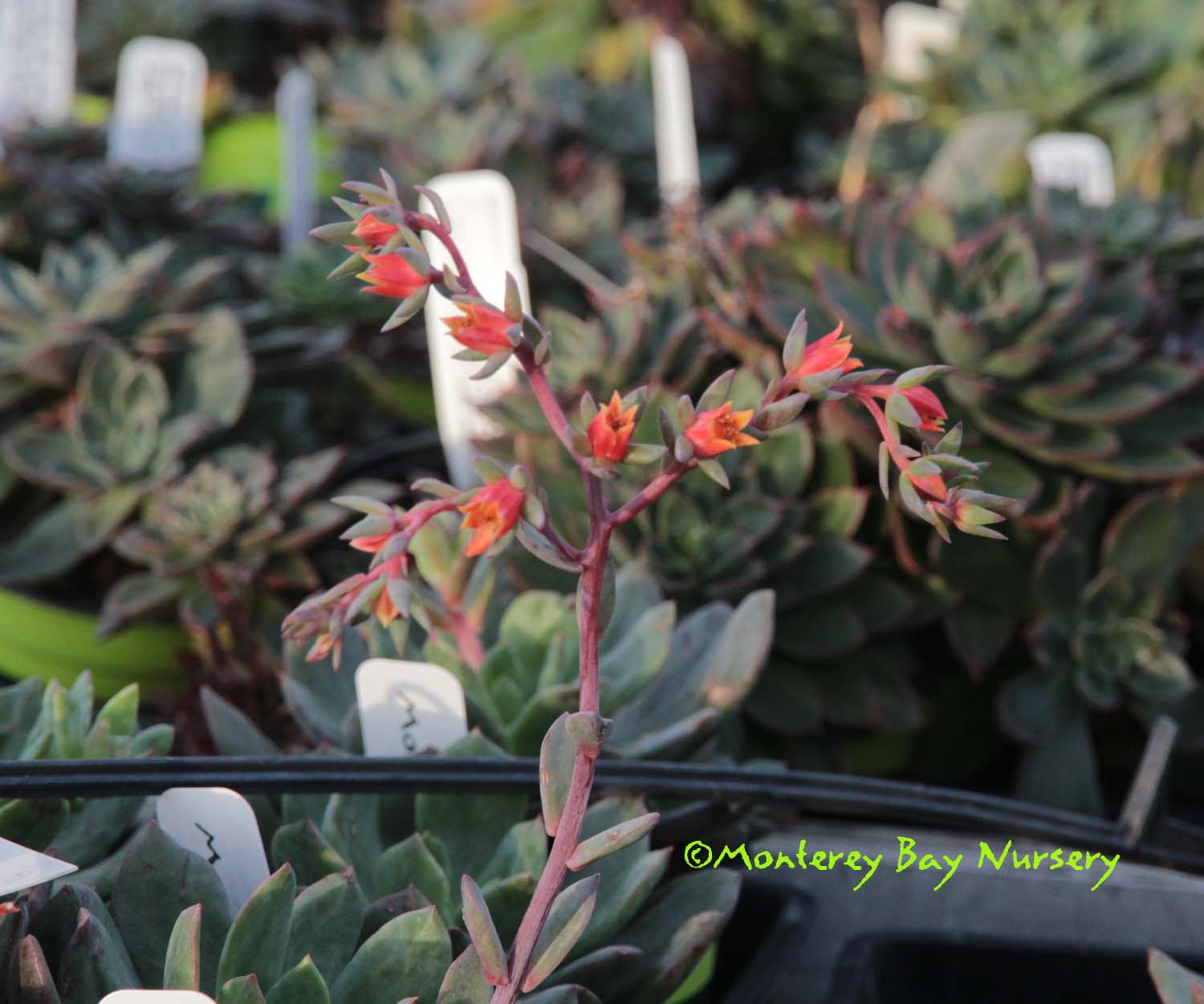 Euphorbia Purpurea Plug Plants x 6 Containers//Borders 6 Plug Plants Sent