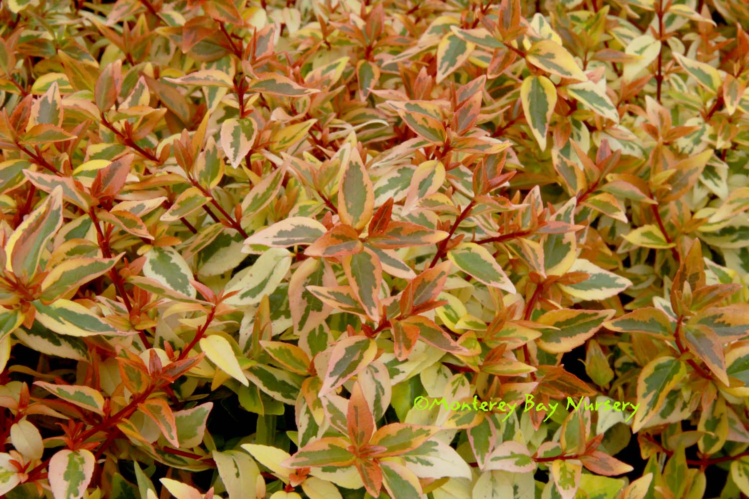 Variegated Green & Light Green 4 1/4 inches Aspidistra Leaf Ribbon