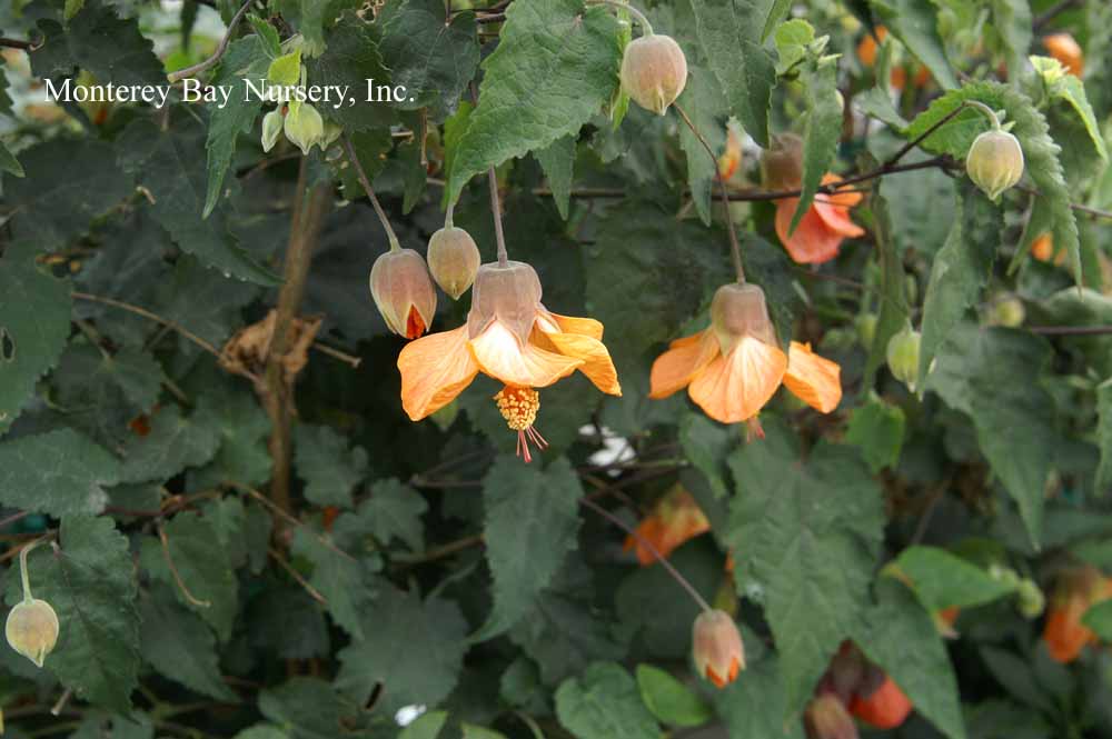 Monterey Bay Nursery plants - A