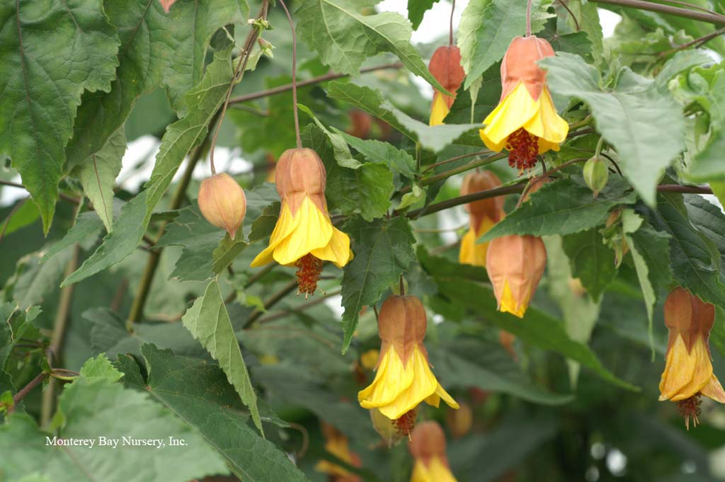 Monterey Bay Nursery plants - A